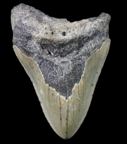 Bargain, Megalodon Tooth - North Carolina #80854